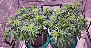 Explore the Unique Characteristics of Fat Bastard Strain Explore the Unique Characteristics of Fat Bastard Strain